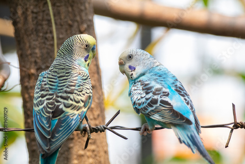 The budgerigar (Melopsittacus undulatus), also known as the common parakeet, shell parakeet or budgie is a small, long-tailed, seed-eating parrot native to Australia photo