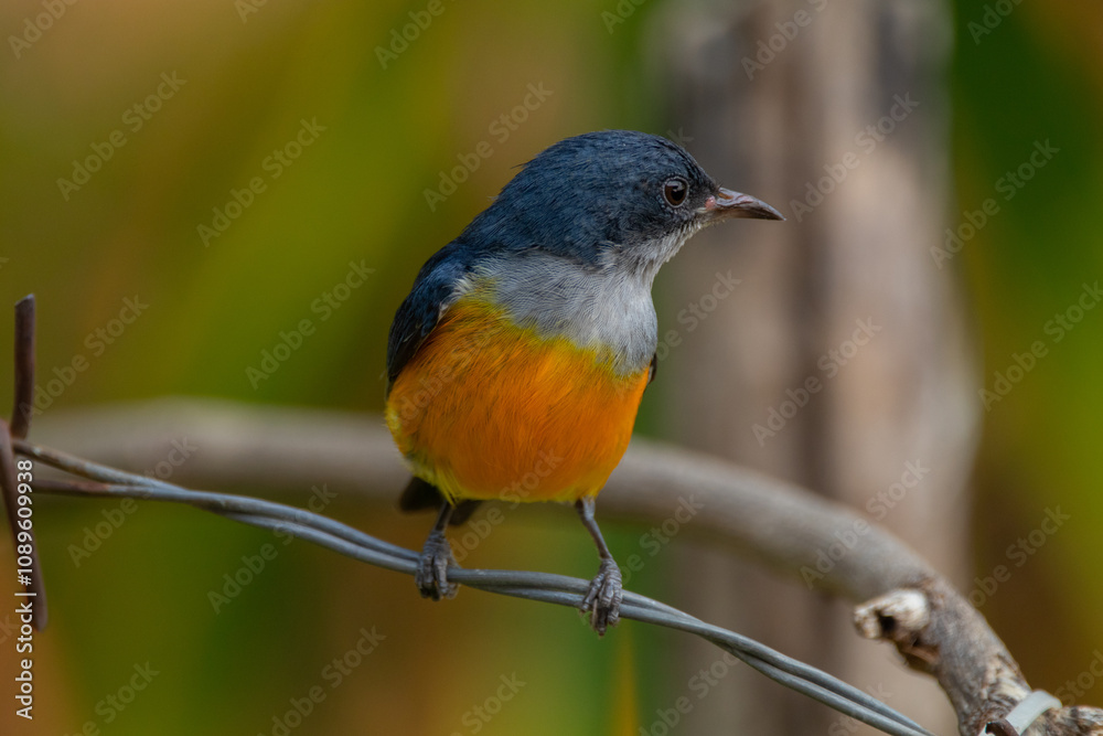 Obraz premium The orange-bellied flowerpecker (Dicaeum trigonostigma) is a species of bird in the family Dicaeidae