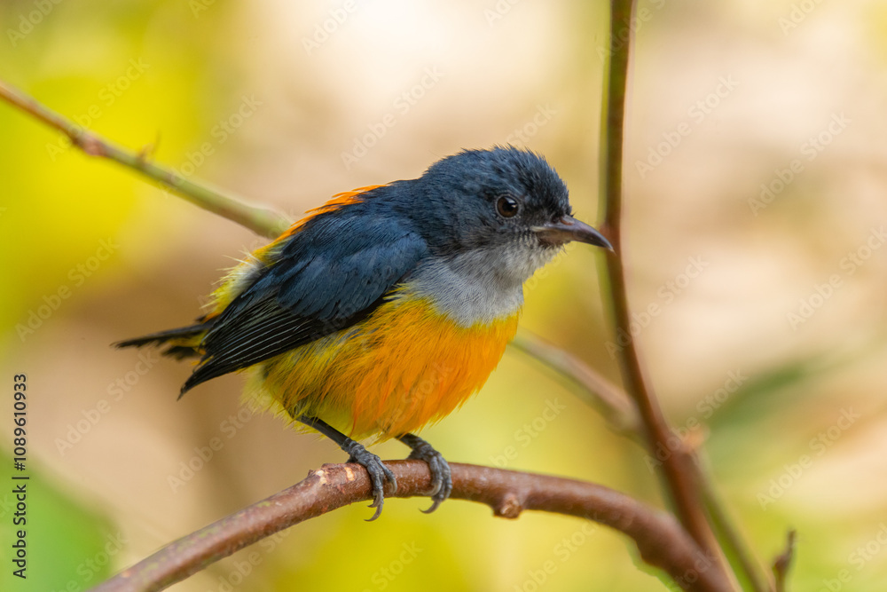 The orange-bellied flowerpecker (Dicaeum trigonostigma) is a species of bird in the family Dicaeidae The orange-bellied flowerpecker (Dicaeum trigonostigma) is a species of bird in the family Dicaeidae