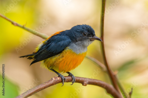 The orange-bellied flowerpecker (Dicaeum trigonostigma) is a species of bird in the family Dicaeidae