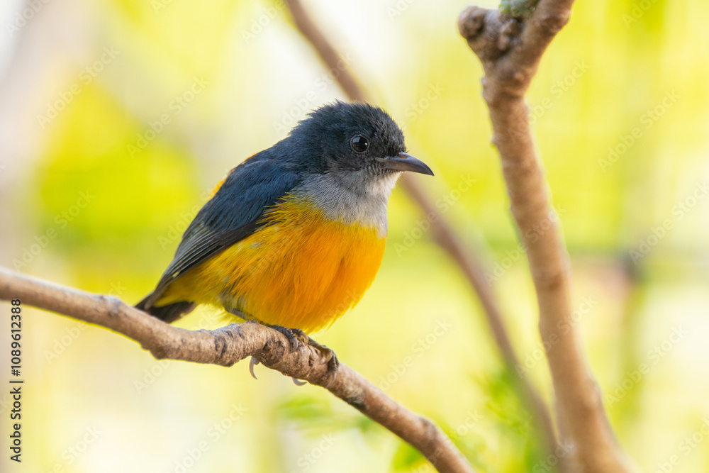 Fototapeta premium The orange-bellied flowerpecker (Dicaeum trigonostigma) is a species of bird in the family Dicaeidae