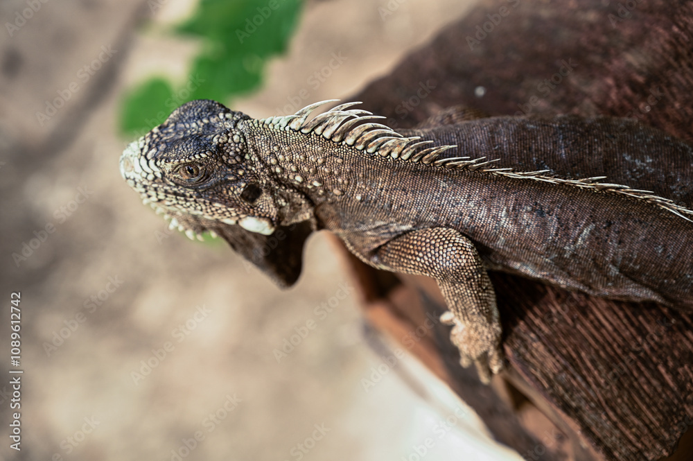 Naklejka premium green iguana, lizard, reptile, iguana, Iguanidae,reptilia,Squamata, pineal eye, exotic animal, herbivore, iguana iguana