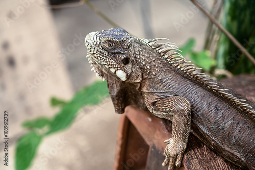 Photography green iguana, lizard, reptile, iguana, Iguanidae,reptilia,Squamata, pineal eye,