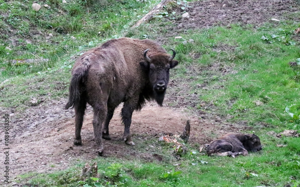buffalo in the grass buffalo in the grass