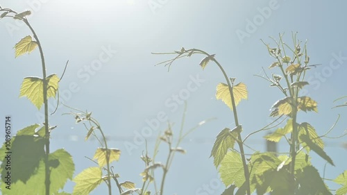 Primer plano de Hoja verde de vid con cielo de fondo	
 photo