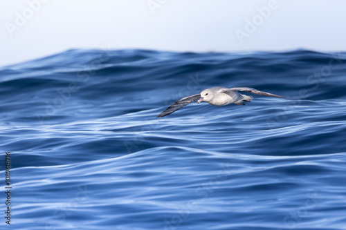 bird