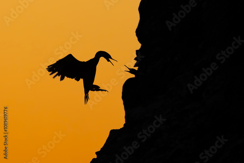 bird