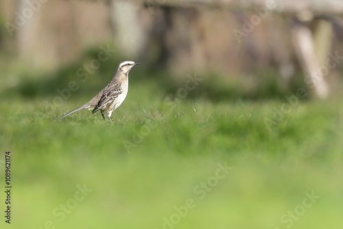bird