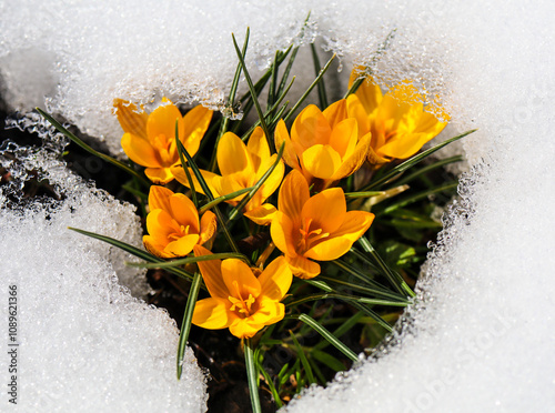 crocus in snow