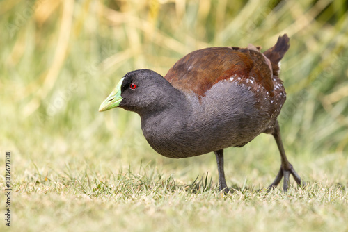 bird
