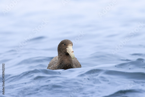 bird
