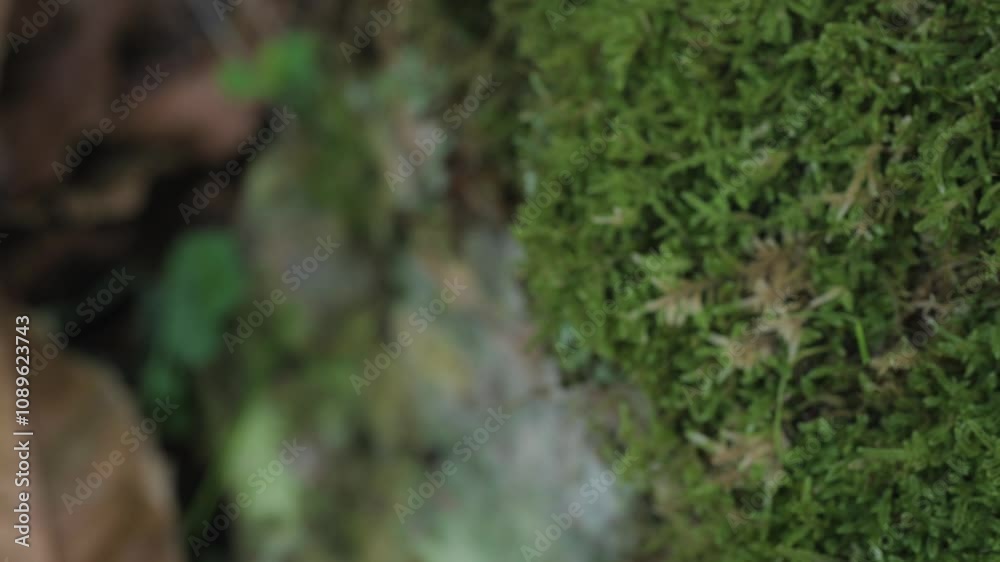 Dense green moss covering a rock in Atlantic forest in autumn Dense green moss covering a rock in Atlantic forest in autumn