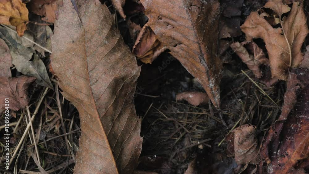 Fallen brown leaves with green plants in Atlantic forest in autumn Fallen brown leaves with green plants in Atlantic forest in autumn