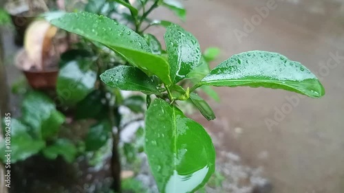 rain drops on a plant