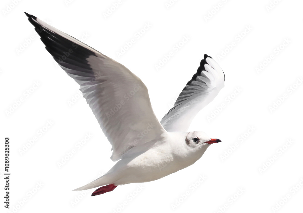 Obraz premium Common Black-headed Gull in flight isolated on white, Larus ridibundus