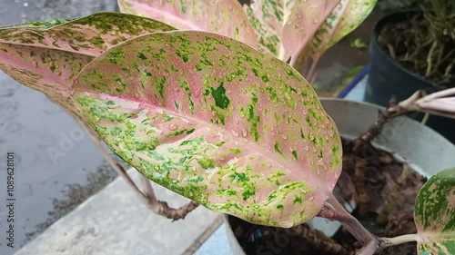 leaves exposed to rain water