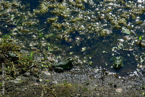 A close up on several green and black frogs swimming in a small pond covered with moss, looking for food and enjoying summer sun next to a mud covered coast seen in Poland during a hike photo