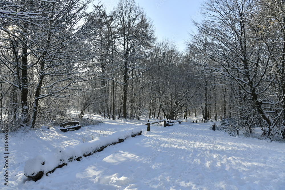 Naklejka premium Route ombragée sous la neige en forêt de Soignes à Woluwe-Saint Pierre (Bruxelles)