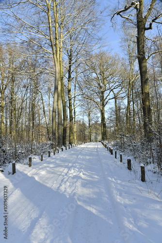 L'une des routes pour la promenade en pleine nature sous la neige en forêt de Soignes à Woluwe-St-Pierre (Bruxelles)