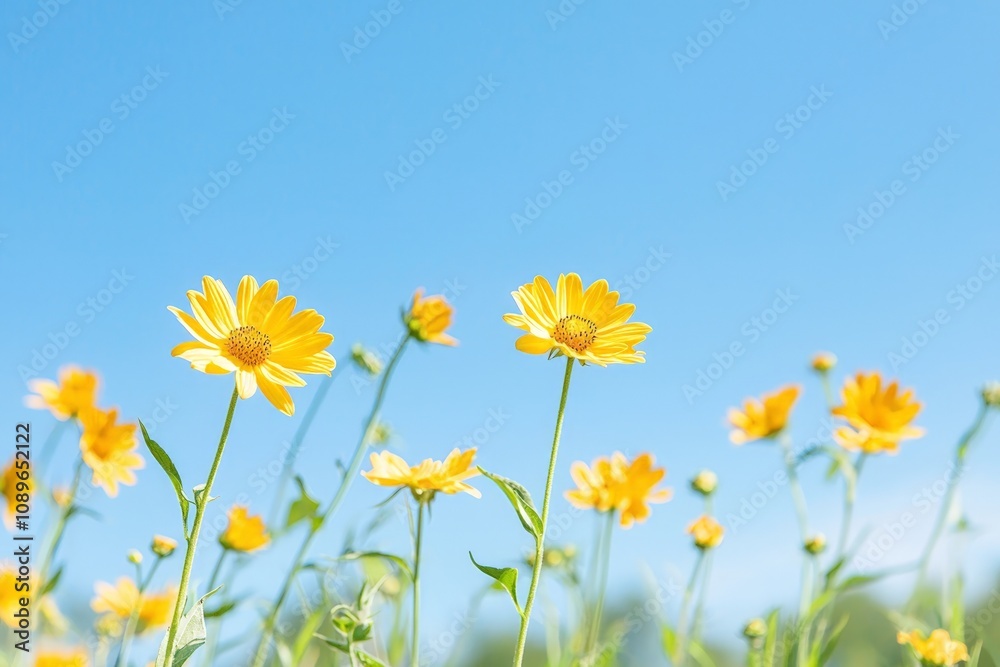 Vibrant Yellow Wildflowers Reaching for the Blue Sky - A Symbol of Summer's Joy and Serenity Vibrant Yellow Wildflowers Reaching for the Blue Sky - A Symbol of Summer's Joy and Serenity
