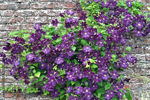 Colourful Purple Flowering Climbing Plant  on Old Stone Wall 