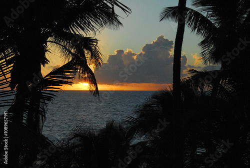 Foreground palms at sunset Eleuthera photo