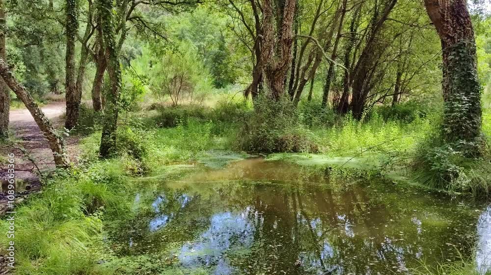 kleiner Tümpel als Ruheoase in idyllischem grünen Wald, Bäume, Natur, Landschaft, Naturschutzgebiet, Idylle, Ruhe
