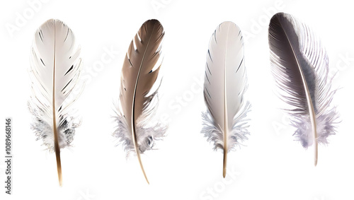 Delicate feathers display nature setting photography art studio environment macro viewpoint beauty concept for seo impact