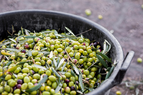 Raccolta delle olive e produzione olio extravergine di oliva in puglia, italia photo