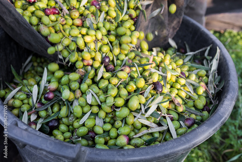 Raccolta delle olive e produzione olio extravergine di oliva in puglia, italia