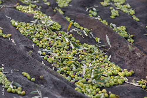 Raccolta delle olive e produzione olio extravergine di oliva in puglia, italia