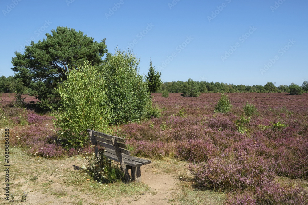 Schneverdingen - Holzbank in der Osterheide, Lüneburger Heide, Niedersachsen, Deutschland, Europa Schneverdingen - Holzbank in der Osterheide, Lüneburger Heide, Niedersachsen, Deutschland, Europa