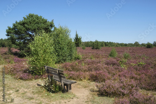 Schneverdingen - Holzbank in der Osterheide, Lüneburger Heide, Niedersachsen, Deutschland, Europa