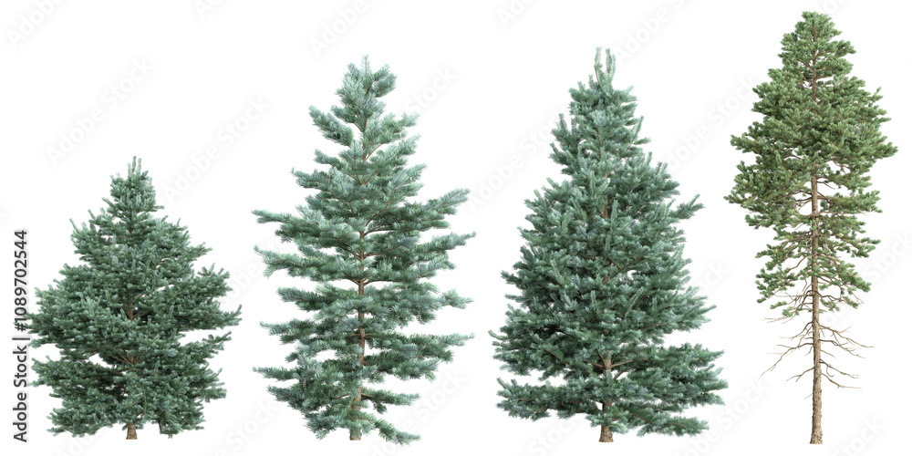 Obraz premium 3d rendering of Abies tree on transparent background
