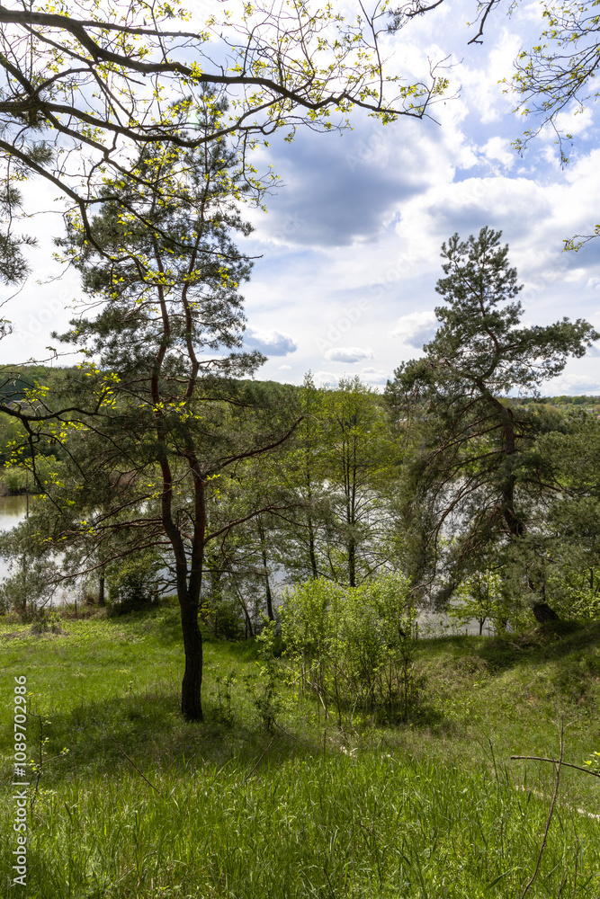 Fototapeta premium Coniferous trees near the lake
