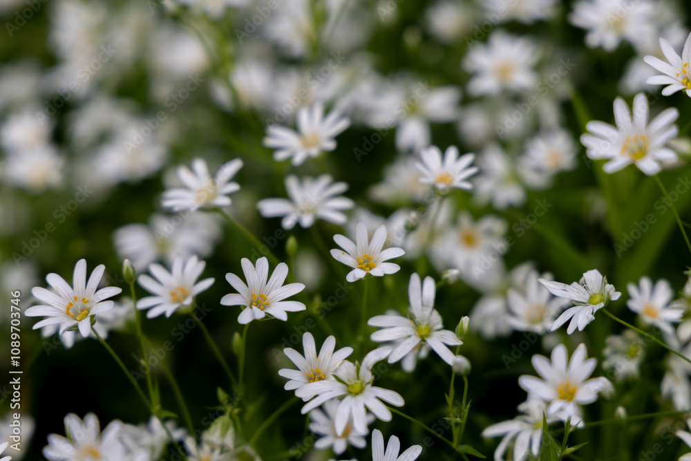 White spring flowers in the forest White spring flowers in the forest