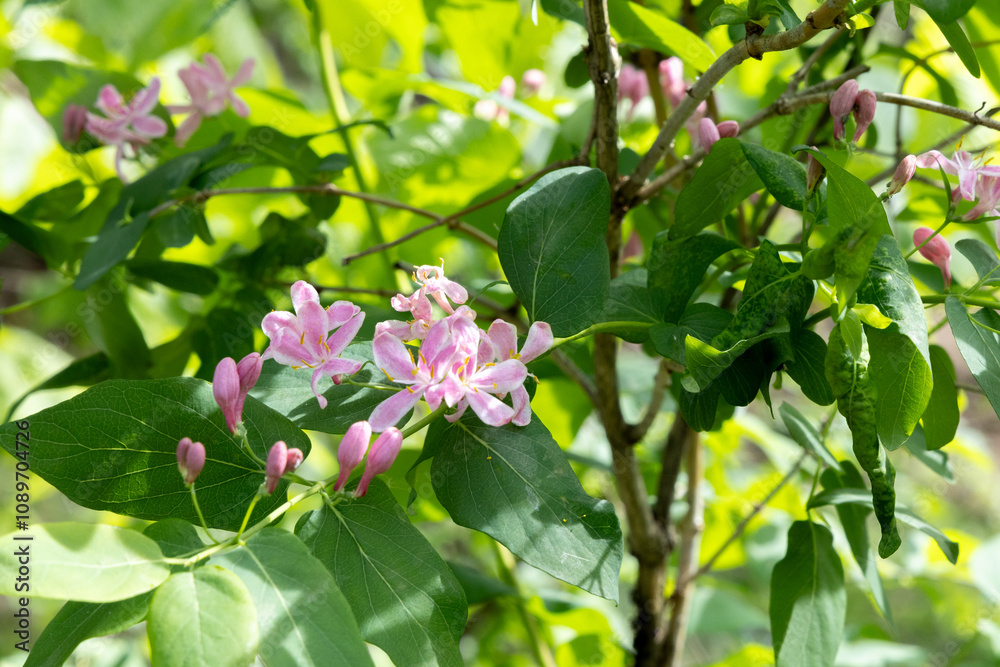 Naklejka premium A pink flower blooms on a bush