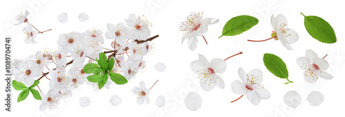 Wallpaper Mural branch with cherry flowers isolated on white background Torontodigital.ca