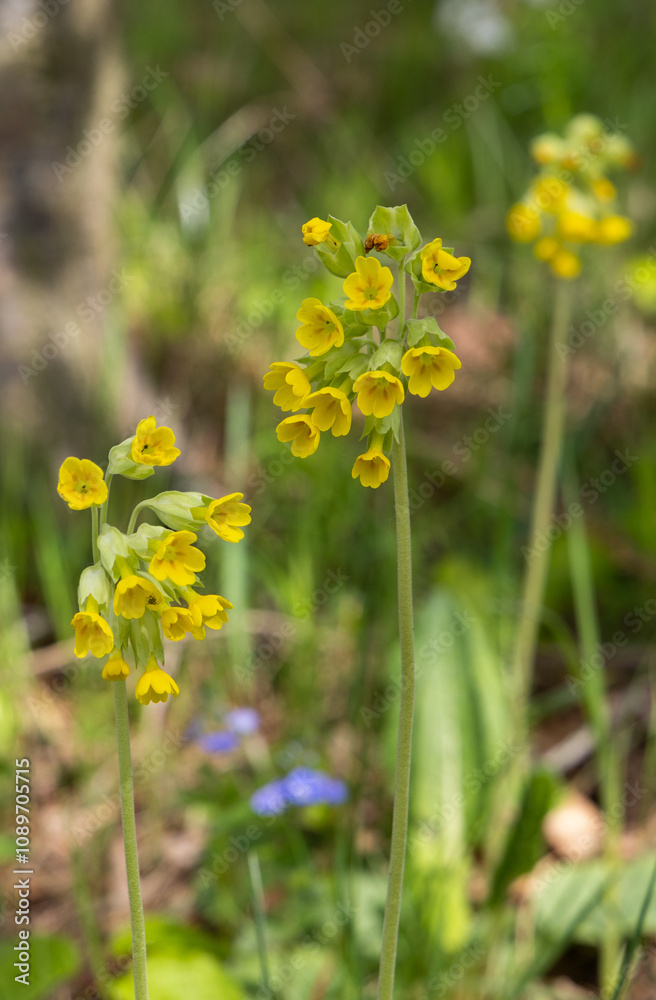 Obraz premium Yellow flowers in the spring forest