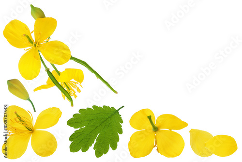 Celandine flower isolated on white background. Top view with copy space for your text. Flat lay photo