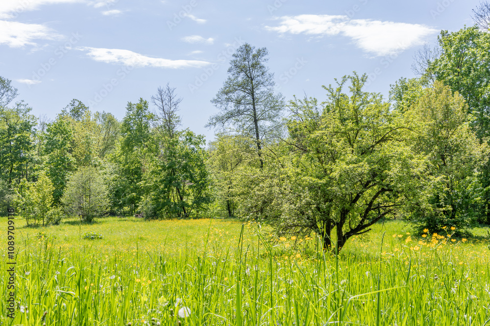 Fototapeta premium Bright green field in spring