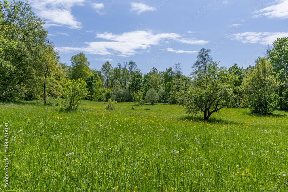 Obraz premium Bright green field in spring