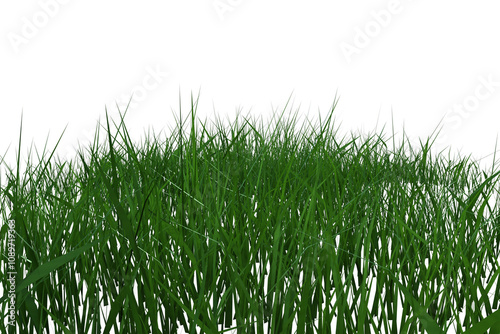 erba del prato verte su fondo trasparente isolato