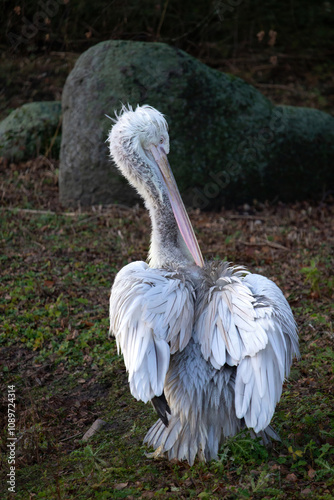 The Dalmatian pelican, Pelecanus crispus, is the most massive member of the pelican family.