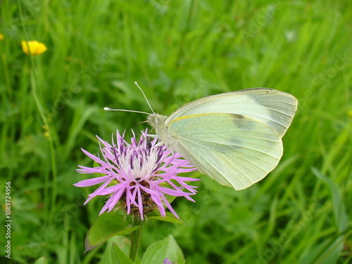 Butterfly Cabbage white, Pieris brassicae on pink flower Cornflower, Centaurea cyanus in meadow - close-up. Topics: beauty of nature, blooming, flowering, vegetation, flora, fauna, field, macro photo