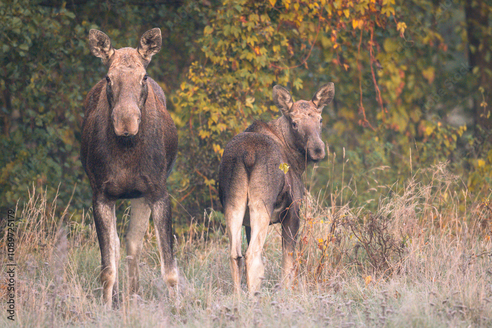 Calf with mother Calf with mother