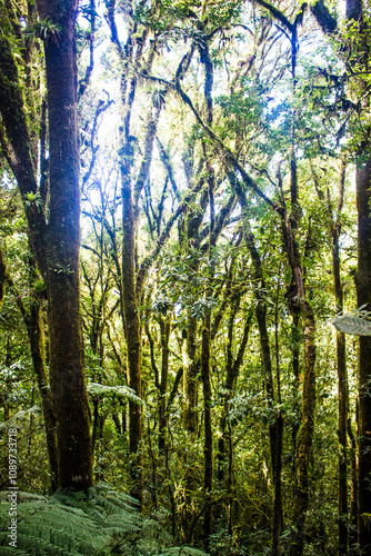 a forest full of moss photo