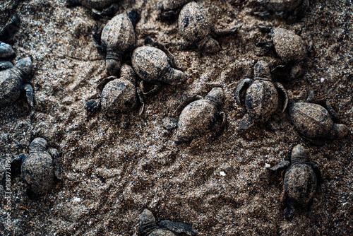 Cuadro en lienzo baby turtles being liberated into the ocean