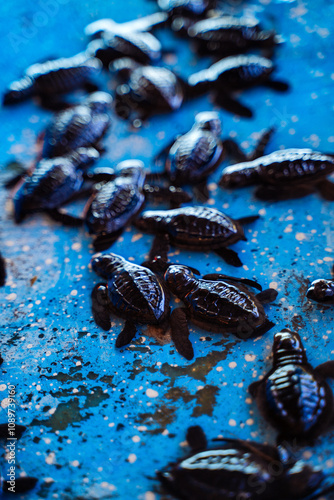 фотографія baby turtles being liberated into the ocean