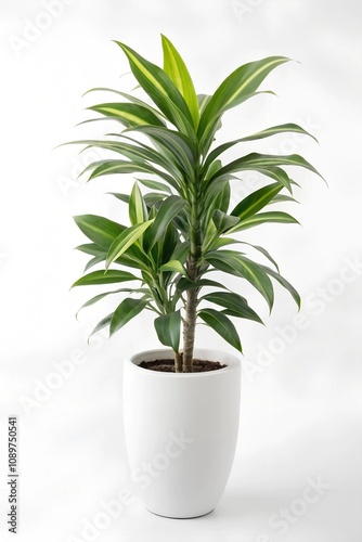 plant in a pot